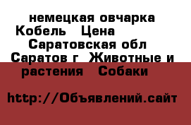 немецкая овчарка Кобель › Цена ­ 12 000 - Саратовская обл., Саратов г. Животные и растения » Собаки   